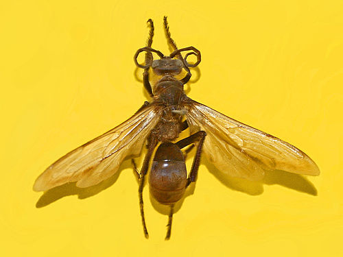 Pepsis albocincta